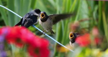 Ahır kırlangıçları (Hirundo rustica) Güney Fransa 'da yavruları besliyor