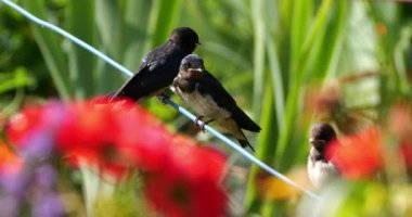 Ahır kırlangıçları (Hirundo rustica) Güney Fransa 'da yavruları besliyor