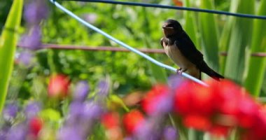 Ahır kırlangıçları (Hirundo rustica) Güney Fransa 'da yavruları besliyor