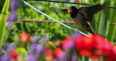 Ahır kırlangıçları (Hirundo rustica) Güney Fransa 'da yavruları besliyor