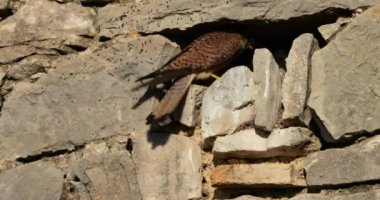 Güney Fransa 'da yuvada yavruları besleyen birkaç ortak omurga kemiği (Falco tinnunculus)..