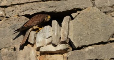 Güney Fransa 'da yuvada yavruları besleyen birkaç ortak omurga kemiği (Falco tinnunculus)..