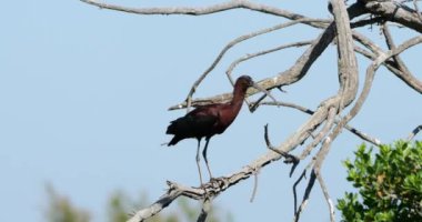 Parlak aynalı hatun, Plegadis Falcinellus, Camargue, Fransa