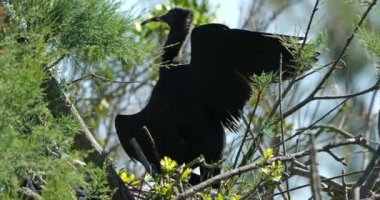 Parlak aynalı hatun, Plegadis Falcinellus, Camargue, Fransa