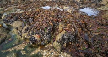 Yabani midyeler, Le Pouldu, Finistere Bölümü, Brittany, Fransa