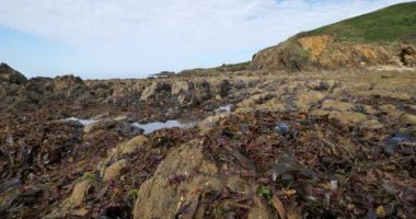 Yabani midyeler, Le Pouldu, Finistere Bölümü, Brittany, Fransa