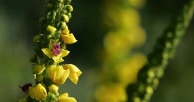 Verbascum nigrum da siyah mullein ya da siyah mullein olarak bilinir.
