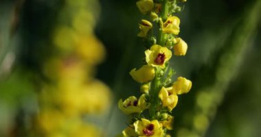 Verbascum nigrum da siyah mullein ya da siyah mullein olarak bilinir.