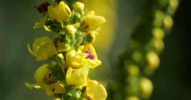 Verbascum nigrum da siyah mullein ya da siyah mullein olarak bilinir.