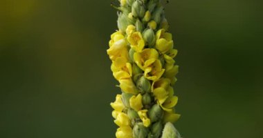 Verbascum nigrum da siyah mullein ya da siyah mullein olarak bilinir.