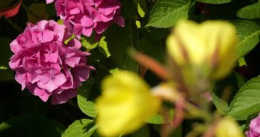 Hydrangea ve Oenothera Fallax Renner, Brittany, Fransa