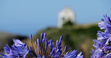 Bilindik agapanthus. Le Pouldu, Finistere Bölümü, Brittany, Fransa