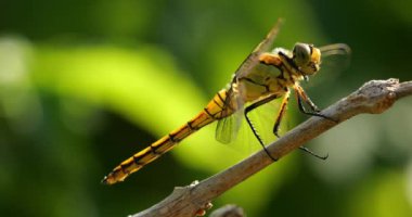 Darter Yusufçuğu (Sympetrum striolatum), Güney Fransa