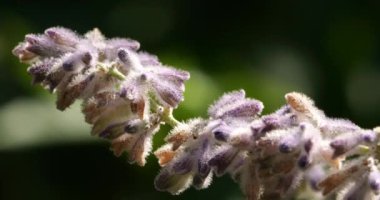 Salvia çiçeklerine yaklaş, Güney Fransa