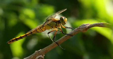 Darter Yusufçuğu (Sympetrum striolatum), Güney Fransa