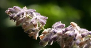 Salvia çiçeklerine yaklaş, Güney Fransa
