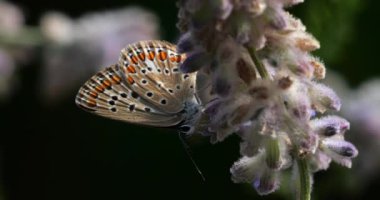 Melitaea Phoebe Güney Fransa 'da Salvia çiçekleri arıyor.
