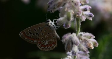 Melitaea Phoebe Güney Fransa 'da Salvia çiçekleri arıyor.