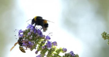 Bir yaban arısı ve Polistes, Güney Fransa 'daki Vitex çiçeklerini arıyor ve tozlaştırıyor.