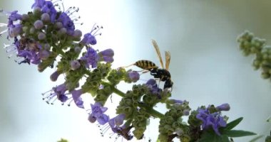 Polistes, Vitex çiçeklerini arıyor ve tozlaştırıyor, Occitania, Fransa