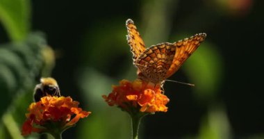 Melitaea Phoebe ve arı Güney Fransa 'da bir lanta camara çiçeği arıyor.