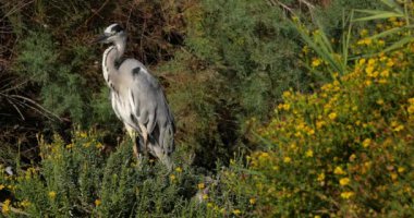 Gri balıkçıl, Ardea Cinerea, Fransa 'daki Camargue.