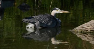 Gri balıkçıl, Ardea Cinerea, Fransa 'daki Camargue.