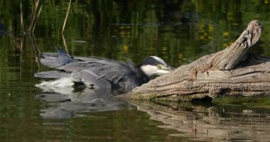 Gri balıkçıl, Ardea Cinerea, Fransa 'daki Camargue.