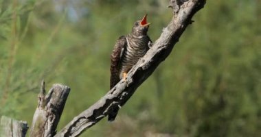 Kamış bülbülü tarafından beslenen sıradan guguk kuşu yetişkin, Camargue, Fransa