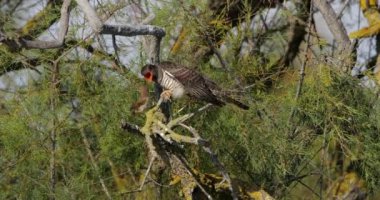 Kamış bülbülü tarafından beslenen sıradan guguk kuşu yetişkin, Camargue, Fransa