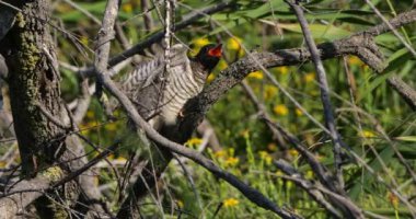 Kamış bülbülü tarafından beslenen sıradan guguk kuşu yetişkin, Camargue, Fransa