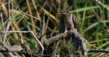 Juvenil Common Guguk kuşu, Camargue, Fransa