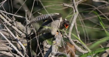 Kamış bülbülü tarafından beslenen sıradan guguk kuşu yetişkin, Camargue, Fransa