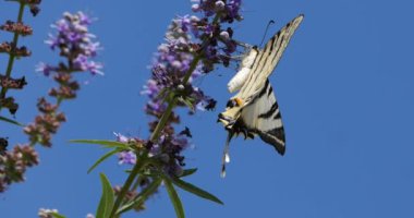 Nadir kırlangıç (Iphiclides podalirius), Güney Fransa 'da Vitex çiçekleri arama ve tozlaştırma