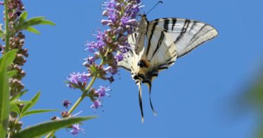 Nadir kırlangıç (Iphiclides podalirius), Güney Fransa 'da Vitex çiçekleri arama ve tozlaştırma