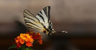 Nadir kırlangıç (Iphiclides podalirius) Lantana camara çiçekleri, Güney Fransa