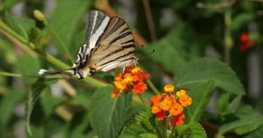 Nadir kırlangıç (Iphiclides podalirius) Lantana camara çiçekleri, Güney Fransa