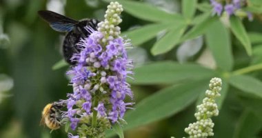 Bir Carpenter arısı ve arı, Güney Fransa 'daki Vitex çiçeklerini arıyor ve tozluyorlar.