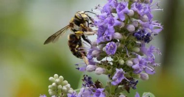 Avrupa eşekarısı, yiyecek arama ve tozlaştırma Vitex çiçekleri, Güney Fransa