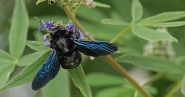 Bir marangoz arısı Güney Fransa 'daki Vitex çiçeklerini arıyor ve tozlaştırıyor.