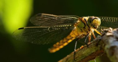 Darter Yusufçuğu (Sympetrum striolatum), Güney Fransa