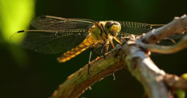 Darter Yusufçuğu (Sympetrum striolatum), Güney Fransa