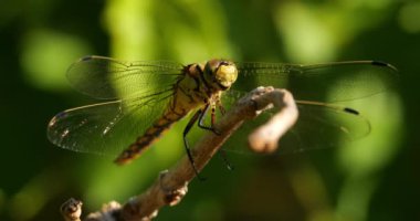 Darter Yusufçuğu (Sympetrum striolatum), Güney Fransa