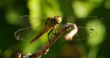Darter Yusufçuğu (Sympetrum striolatum), Güney Fransa