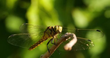 Darter Yusufçuğu (Sympetrum striolatum), Güney Fransa