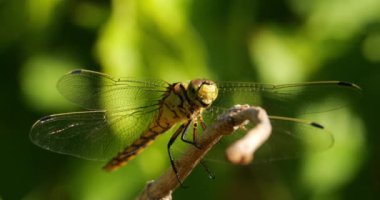 Darter Yusufçuğu (Sympetrum striolatum), Güney Fransa