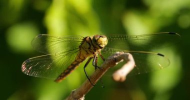 Darter Yusufçuğu (Sympetrum striolatum), Güney Fransa