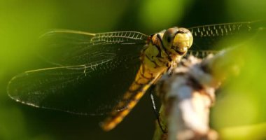 Darter Yusufçuğu (Sympetrum striolatum), Güney Fransa