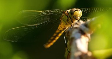 Darter Yusufçuğu (Sympetrum striolatum), Güney Fransa