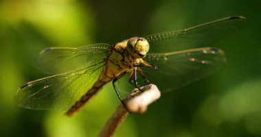 Darter Yusufçuğu (Sympetrum striolatum), Güney Fransa